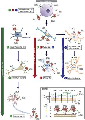 Exploiting Heparan Sulfate Proteoglycans in Human Neurogenesis—Controlling Lineage Specification and Fate